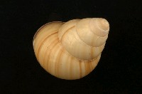 藏品(扁蝸牛)的圖片